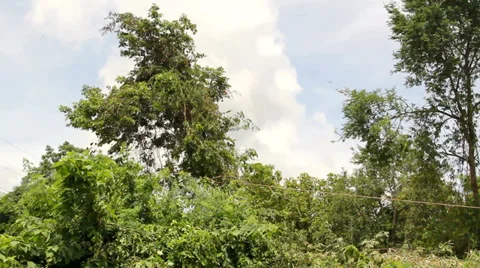 Trimming Tree  Video stock 37056137