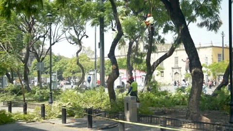 Trimming the Tree Stock Footage 215447199