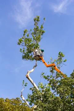 Trimming trees with a chainsaw Stock Photos