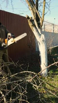 Trimming of trees with a chainsaw, vertical frame Stock Photos