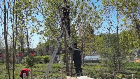 Trimming trees Stock Footage 90863297