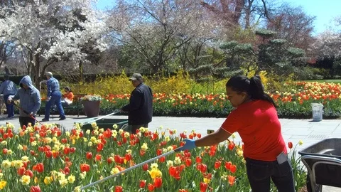 Trimming Tulips. Stock Footage 105063309