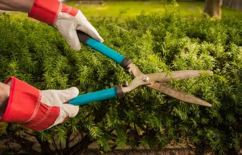 Trimming Yard Hedges Stock Photos