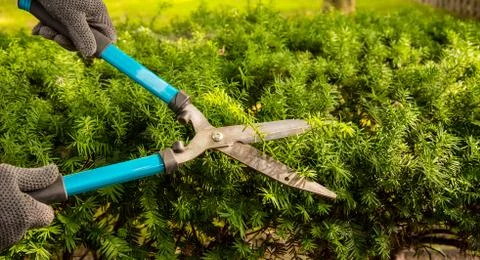Trimming Yard Hedges Stock Photos