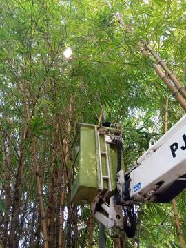 TrimmingTrees Stock Photos