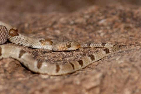 Trimorphodon vilkinsonii Stock Photos