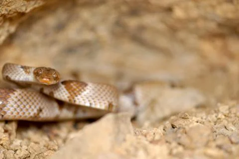 Trimorphodon vilkinsonii Stock Photos