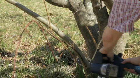 TrimTree Video stock 347139