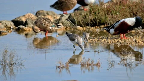 Tringa Nebularia wading through a shallow body of water, foraging for food Stock Footage 238615349