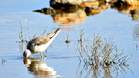 Tringa Nebularia wading through a shallow body of water, foraging for food Stock Footage 238615448