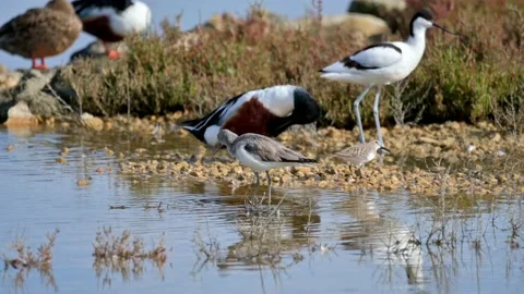 Tringa Nebularia wading through a shallow body of water, foraging for food Stock Footage 238615631