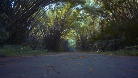 Trinidad - Bamboo Cathedral Stock Footage 310259669