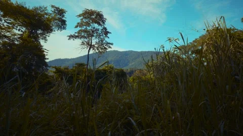 Trinidad - Northern Range Stock Footage 310259704