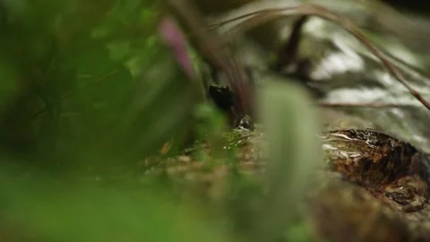 A Trinidad stream frog shot through the leaves, sitting next to a flowing Stock Footage 327532059