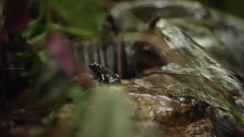 A Trinidad stream frog sitting next to a flowing stream in its nature habitat Stock Footage 327531918