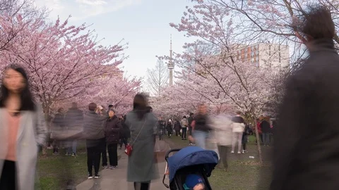 Trinity-Bellwoods park during the cherry blossom recorded at the end of the day Stock Footage 113931655