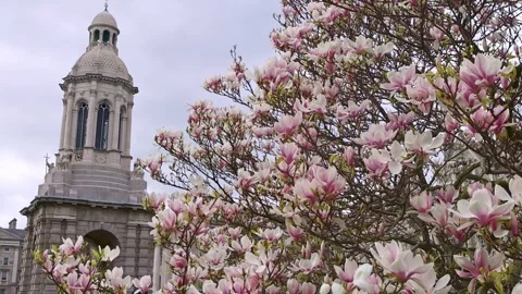 Trinity college in Dublin, Ireland, spring in Dublin in Trinity college campus Stock Footage 310830292