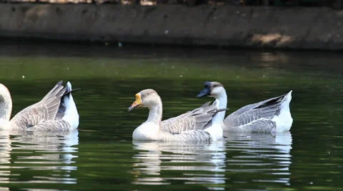 Trinity Ducks 2 Video stock 29152458