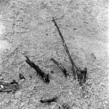 Trinity Nuclear Test, New Mexico, USA - 09 Jan 1945 库存照片