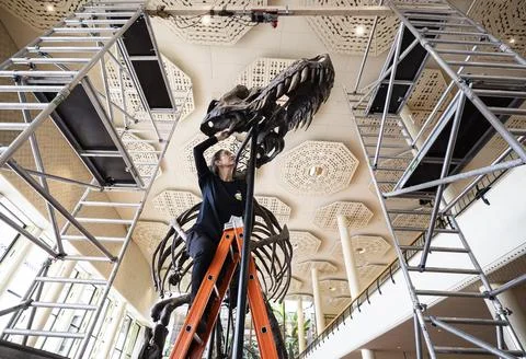 Trinity the T-rex to go under the hammer in Zurich, Zuerich, Switzerland - 27 Ma Stock Photos