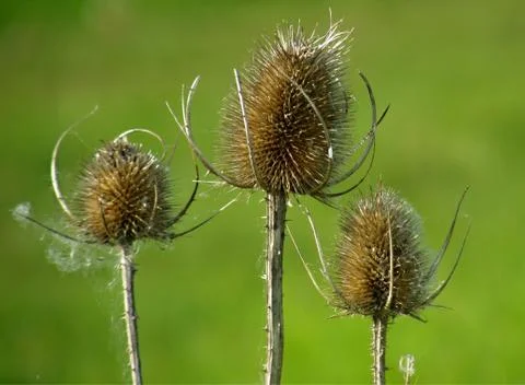 Trinity thistles Stock Photos