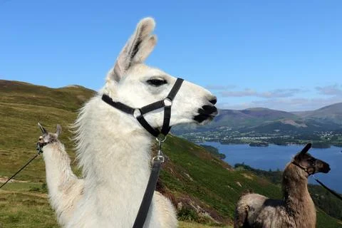 Trio of Alpaca's Stock Photos