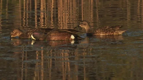 Trio of Blue-winged Teal Ducks Feeding Stock Footage 270375615