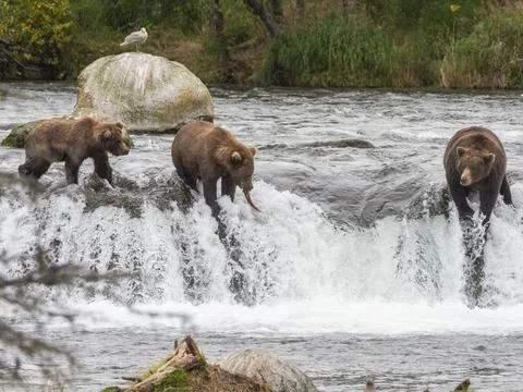 A trio of brown bears (Ursus arctos) fishing for salmon at Brooks Falls, Katmai Stock Photos