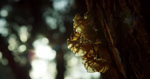 Trio of cicada molts cling to the bark of an Ash tree with a glistening sun. Stock Footage 197738055