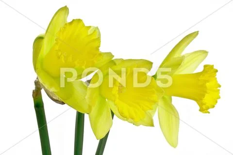 Trio of daffodils 4 Stock Photos
