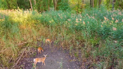 Trio of deer in the middle of the forest vegetation on alert for being Stock Footage 292136891