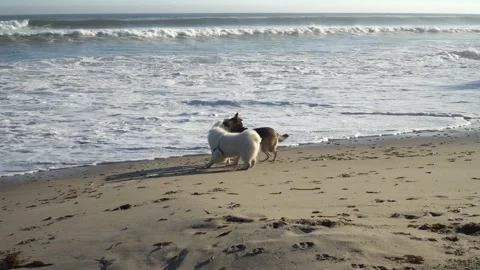 A trio of dogs at the beach. Vídeos de archivo 201503001
