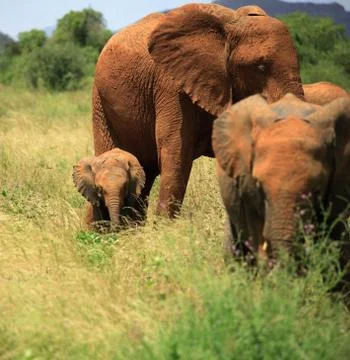 A trio of elephants Foto stock
