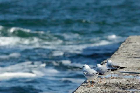 Trio of gulls Stockfoto's
