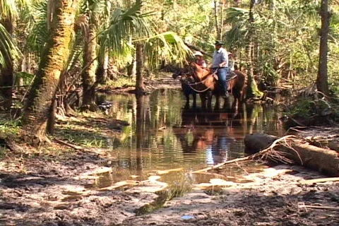 Trio On Horseback Lead Horses Through Water Creek Horse Stock Footage