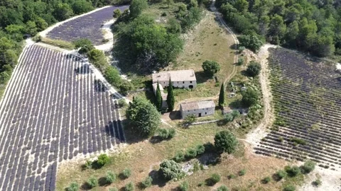 The trio of lavender fields Stock Footage 246497117