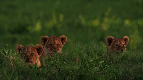 Trio of lion cubs Stock Footage 186963586