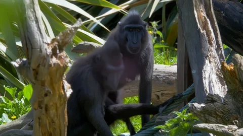 Trio of Macaque monkeys moving position Stock Footage 114585478