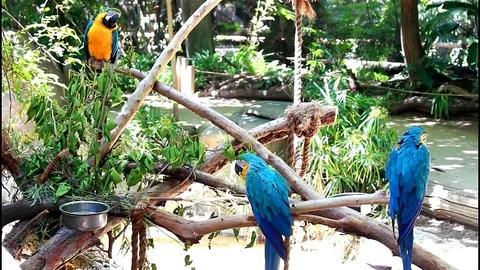 Trio of Parrots Stock Footage 76007248
