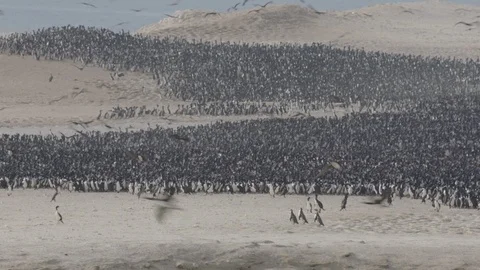 Trio of penguins walking in front of large colony of shags and penguins. Stock Footage 116588641