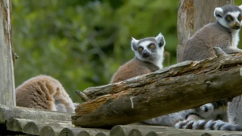 Trio of Ring Tailed Lemurs sitting on wooden structure looking around Video stock 114637726