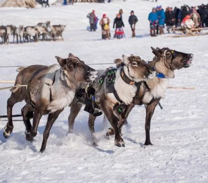 Trio of running yamal reindeers Stock Photos