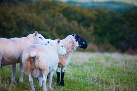 Trio sheep 2  Stock Photos