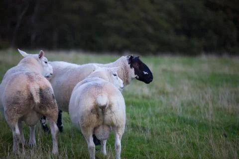 Trio sheep  Stock Photos