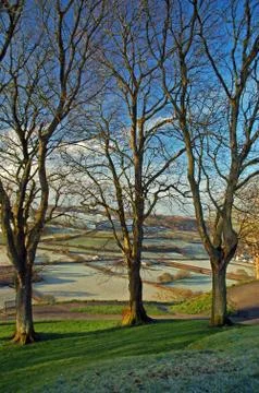 A Trio of trees. Foto stock
