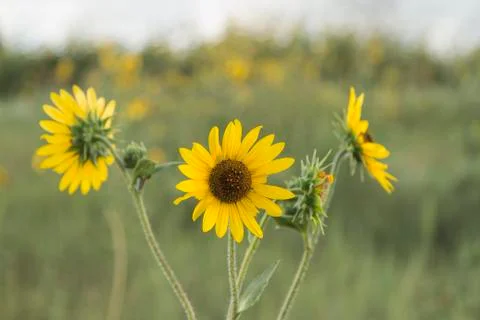 A Trio of Wildflower Sunflowers in a Green Field Stock Photos
