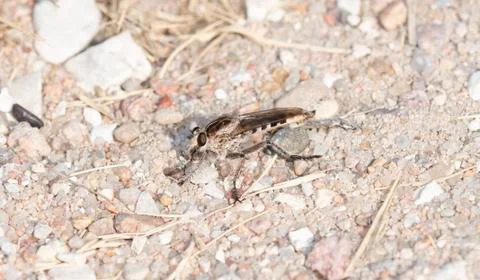 Triorla interrupta Robber Fly Perched on the Ground Waiting for a Prey Items Stock Photos