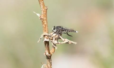Triorla interrupta Robber Fly Perched on Dried Vegetation Waiting for a Prey  Stock Photos