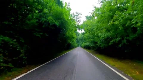 A trip on a forest highway with beautiful trees on the sides Stock Footage 149322062