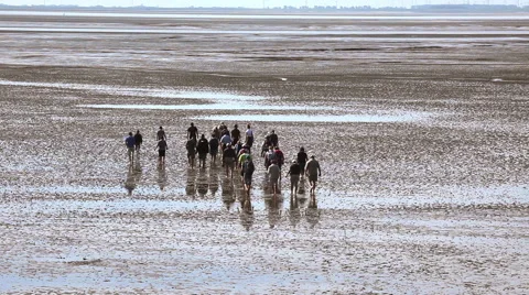 Trip in the mudflat of the North Sea Stock Footage 61829379